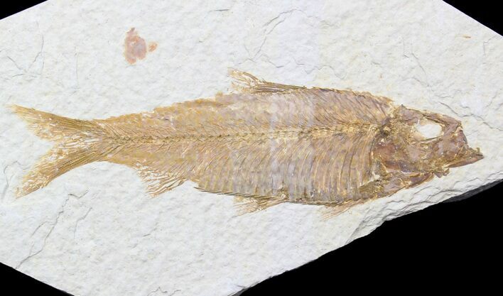 Large, Knightia Fossil Fish - Wyoming #40497